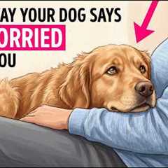 Signs Your Dog Is Worried About You (Most Owners Miss All Of Them)