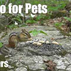 Cat TV for Pets to Watch 🐱 - Squirrels, Chipmunks and Trilliums in the Forest - Jun 08, 2026