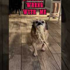 liek if this is ur dogs new fav song 😤🥁🎸🤘#musicalcomedy #metal #dogs #rock