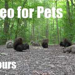 A Scurry of Squirrels in the Forest - 10 Hour Cat TV for Pets to Watch 🐱 - Jun 09, 2026
