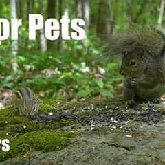 Chipmunks, Squirrels and Forest Animals in Harmony - 10 Hour Cat TV for Pets 🐱 - Jun 10, 2027