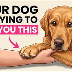 10 Secret Compliments Your Dog Gives You (That Most Owners Miss)