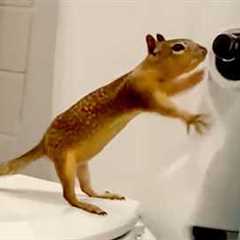 My Pet Squirrel Uses All The TP | Funniest Pets of the Week