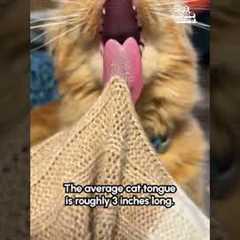 What could be better than a cat's lil sandpaper tongue?! NOTHING! Nothing could ever be better! 😹💥👅🤪