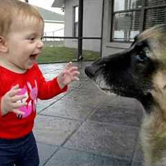 When Your Baby Touches a German Shepherd… Nobody Expected This 😍
