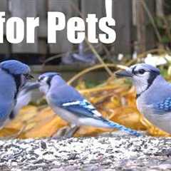 Saturday Morning Cartoons for Pets 🐱 - 10 Hours of Blue Jays and Backyard Birds - Jun 13, 2026