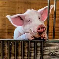 My Pig Can Talk, I Just Know It | Funny Farm Fails