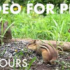 Sunday Morning Brunch for Backyard Squirrels and Chipmunks - 10 Hour Cat TV for Pets - Jun 14, 2026