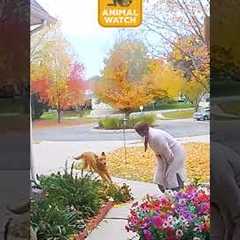 When it all goes wrong 💥🐕❗️🫣  | Animal Watch