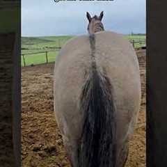 Quarter Horse Gelding Playfully Demands Butt Scratches From Owner