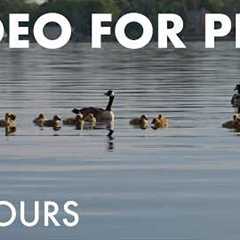 Cat TV for Pets to Watch 🐱 - 10 Hours of Ducks, Baby Geese and Birds by the Water - Jun 16, 2026
