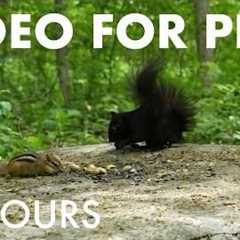 Cat TV for Pets to Watch 🐱 - 10 Hours of Chipmunks, Squirrels and Forest Friends - Jun 17, 2026