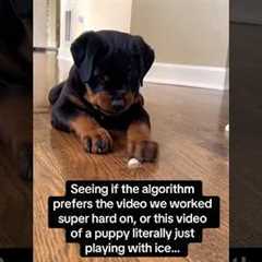 is this video of Prince the puppy better than anything else we make? Probably… 🤥🧊 #dog #rottweiler