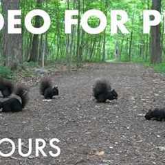 A Scurry of Squirrels and Forest Friends - 10 Hour Cat TV for Pets to Watch 🐱 - Jun 18, 2026