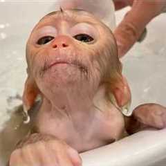 Animals Take Their First Bath… the Reactions Are Priceless! 😂