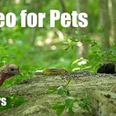 Cat TV for Pets to Watch 🐱 - 10 Hours of Turkeys, Chipmunks and Forest Friends - Jun 19, 2026