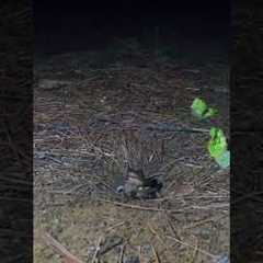 Frog Hunting #wildlife #naturevideo