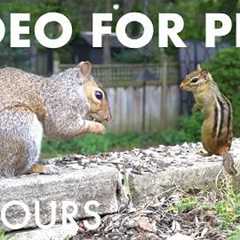 Saturday Morning Cartoons for Pets 🐱 - Chipmunks, Squirrels and Backyard Birds - Jun 20, 2026