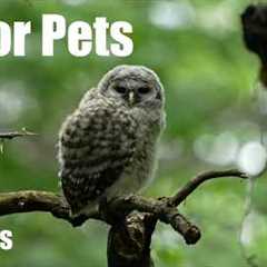 Baby Owls, Chipmunks and Animals in the Forest - 10 Hour Cat TV for Pets 🐱 - Jun 22, 2026