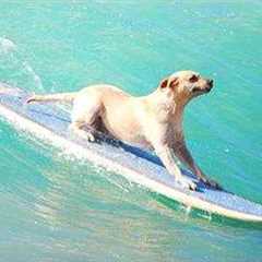 Dogs Meeting the Ocean for the First Time… and It's Hilarious! 😂