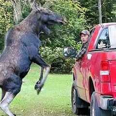 When Wild Animals Get Way Too Close 😱