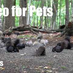 Cat TV for Pets to Watch 🐱 - 10 Hours of Birds, Squirrels and Animals in the Forest - Jun 23, 2026