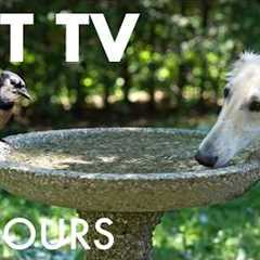Cat TV for Pets to Watch 🐱 - 10 Hours of Birds and Animals at the Birdbath - Jun 24, 2026
