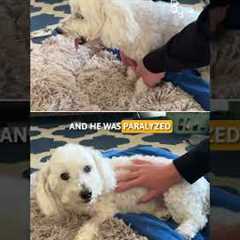 PawPicks: PriorPet Dog Ramp