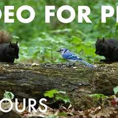 Cat TV for Pets to Watch 🐱 - Chipmunks, Birds and Squirrels in a Rainy Forest - Jun 25, 2026
