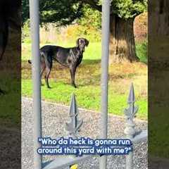 Great Dane Blocks Driveway in Adorable Protest!
