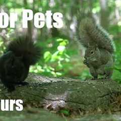 Cat TV for Pets to Watch 🐱 - 10 Hours of Birds, Squirrels and Forest Friends - Jun 26, 2026
