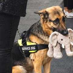 You Won't Believe How Funny These Police Dogs Are... 🤣