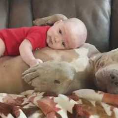 The Most FUNNY Baby Touches Dog on The Tonight Show!