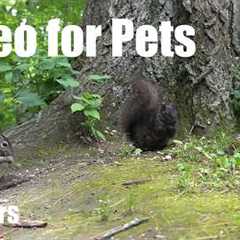 Saturday Morning Cartoons for Pets 🐱 - 10 Hour Forest Friends Edition - Jun 27, 2026