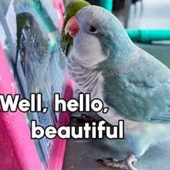 My Bird Is an iPad Kid 🙄 | Funny Bird Fails Compilation