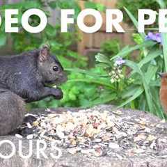 Sunday Morning Brunch for Birds, Squirrels and Chipmunks - 10 Hour Cat TV for Pets - Jun 28, 2026