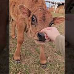 This video will have you laughing so hard you oink!! 🐷😆