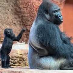 When Mom Animals Get Tired of Raising Their Babies…🤣