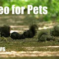 Cat TV for Pets to Watch 🐱 - 10 Hours of Birds, Squirrels and Forest Friends - Jun 29, 2026