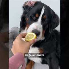 What's the Deal with Dogs and Lemons? | Pet Pointers