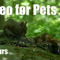 Cat TV for Pets to Watch 🐱 - 10 Hours of Chipmunks, Squirrels and Forest Friends - Jun 30, 2026