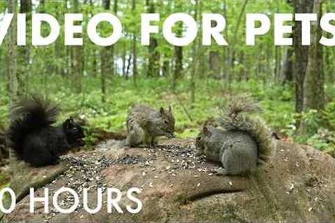 Cat TV for Pets to Watch 🐱 - 10 Hours of Squirrels and Forest Friends in Harmony - Jun 01, 2026