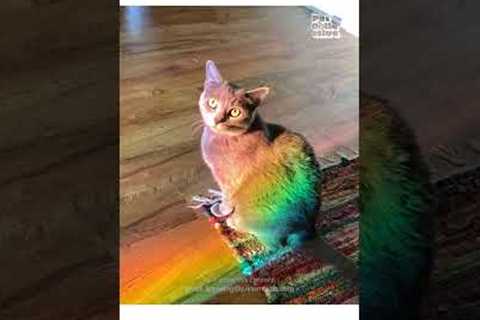 Happy Purride to all who celebrate!!😻 🌈 🏳️‍🌈