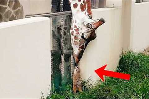 Animal Odd Couples Around the World 😂 FUNNIEST ANIMALS Videos!