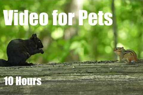 Cat TV for Pets to Watch 🐱 - Chipmunks, Squirrels and Forest Friends in Harmony - Jun 02, 2026