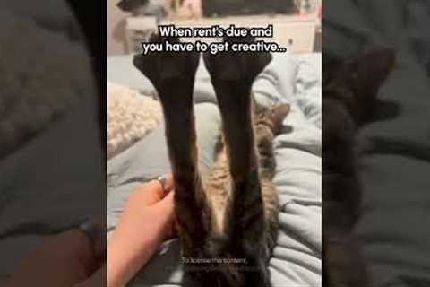 OnlyToeBeanzz is open for business 😹😹 #Cat #CatLife #Funny