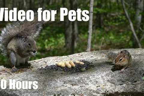 Cat TV for Pets to Watch 🐱 - 10 Hours of Chipmunks, Squirrels and Forest Friends - Jun 03, 2026