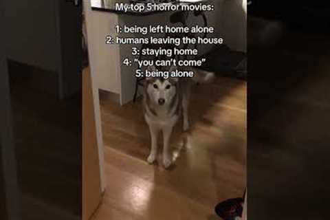 Velcro dog life 🤣🐕 #Trend #Dog #Husky #funny #top5horrormovies