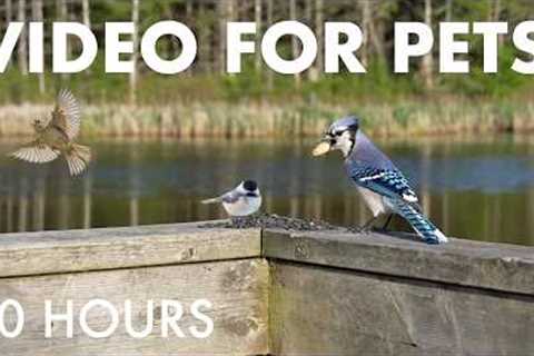 Cat TV for Pets to Watch 🐱 - 10 Hours of Birds and Critters at a Conservation Area - Jun 04, 2026