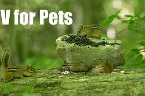 Cat TV for Pets to Watch 🐱 - 10 Hours of Chipmunks and Animals in the Forest - Jun 05, 2026